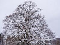 Mächtige Eiche am Moorbadweg frisch verschneit